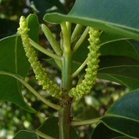 Excoecaria agallocha L.